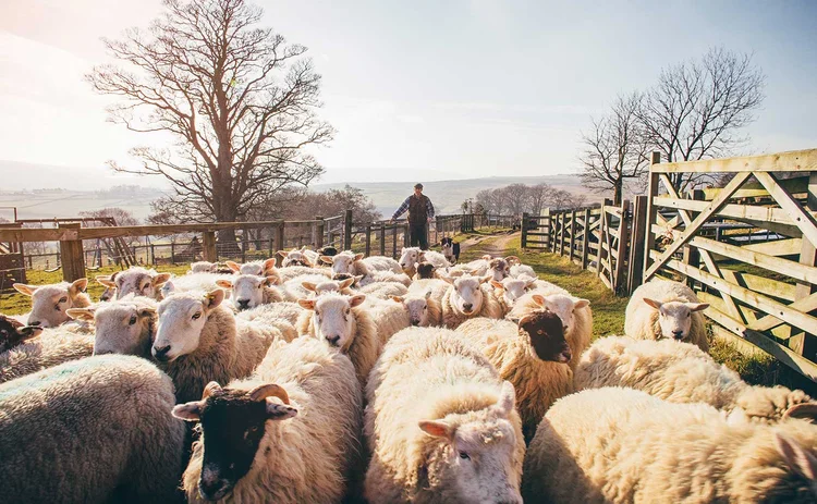 Sheep shepherd countryside agricultural