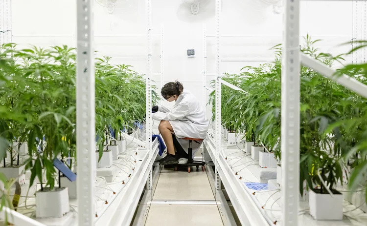 A young woman in a lab coat wearing protective gloves tagging plants in a hydroponic grow room at a large scale industrial cannabis operation, as required by California regulations.